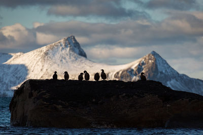 View of birds on rock against sky