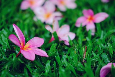 Close-up of pink flowering plant