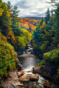 Stream flowing through rocks in forest during autumn