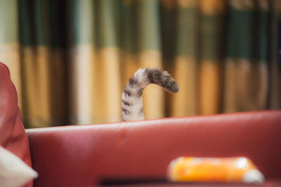 Cropped image of cat tail behind sofa at home