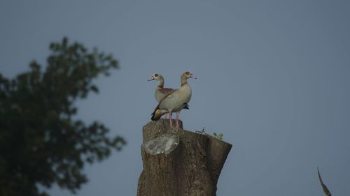 Low angle view of bird perching on tree trunk