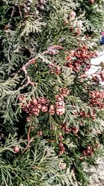 Close-up of christmas tree