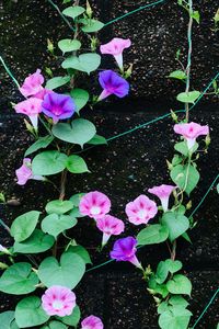 Pink flowers blooming outdoors