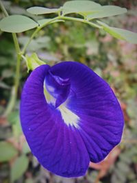 Close-up of purple flowers blooming