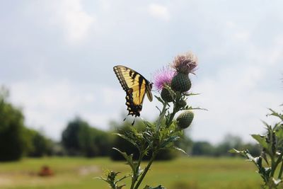 Close-up of butterfly on flowers