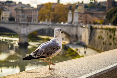 Seagull perching on retaining wall