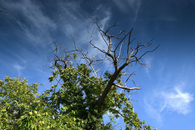 Low angle view of tree against sky