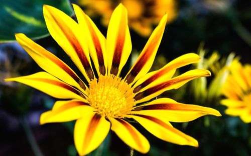 Close-up of yellow flower blooming outdoors