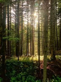 Trees in forest during sunset