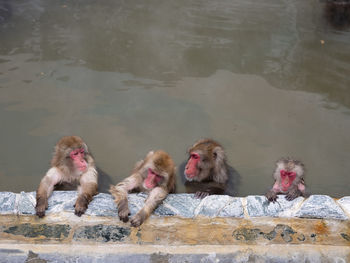Monkeys in lake