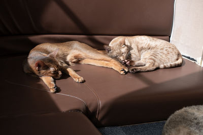 High angle view of cat sleeping