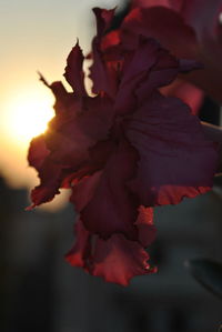 Close-up of red flower against sky during sunset