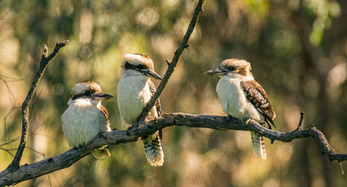 Close-up of kookaburras perching on tree