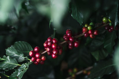 Close-up of red berries growing on tree