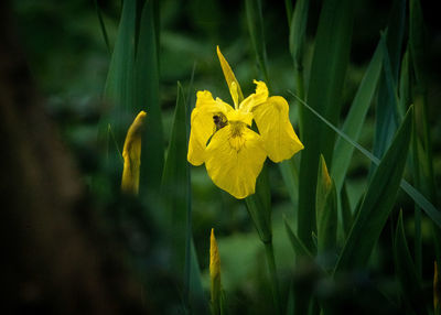 Close-up of yellow flowering plant on field