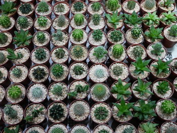 Full frame shot of potted plants