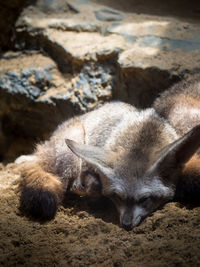 Close-up of an animal lying on land