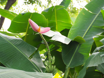 Close-up of banana tree