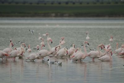 Flamingo birds in salt lake