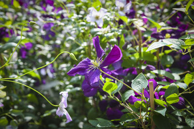 Close-up of purple flowering plant