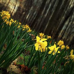 Close-up of yellow flowers