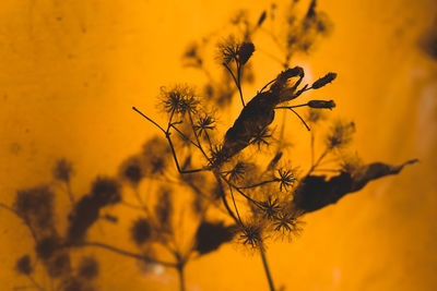 Close-up of yellow flowers against sunset sky