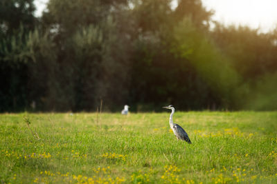 Bird perching on a field