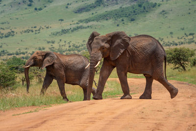 Two african elephants cross track in sun