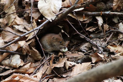 Mouse eating in front of her house