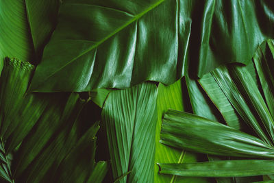 Full frame shot of green leaves