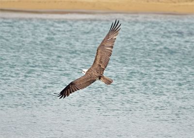 Close-up of seagull flying over sea