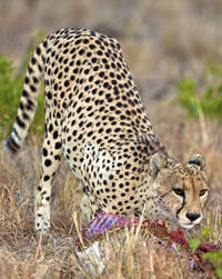 Cheetah on the plains of serengeti national park in tanzania