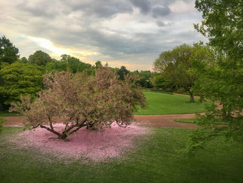 Trees on field against sky