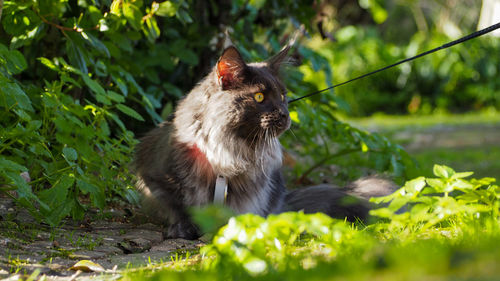 Cat sitting on a land