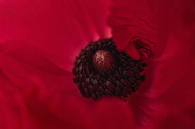 Close-up of flower