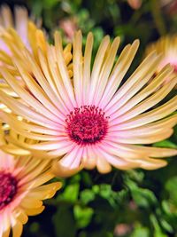 Close-up of pink flower