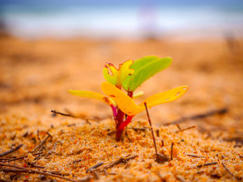 Close-up of yellow flower on land