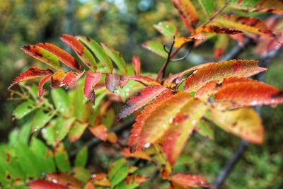 Close-up of orange leaves on tree during autumn