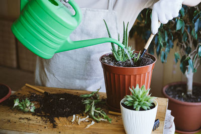 Close-up of potted plant on table