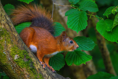 Close-up of squirrel on tree