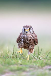 Portrait of owl perching on grass