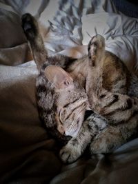 Cat sleeping on bed