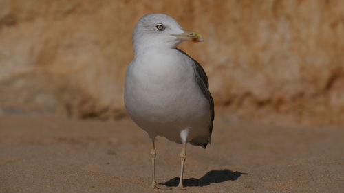 Close-up of bird perching outdoors