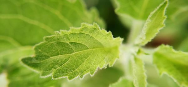 Close-up of green leaves on plant