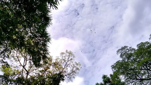 Low angle view of trees against sky