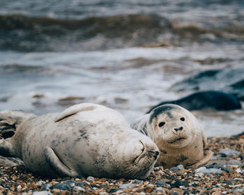 View of seals on beach