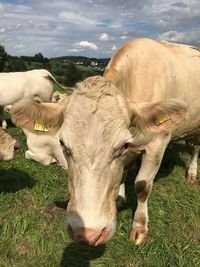 Cows on field against sky