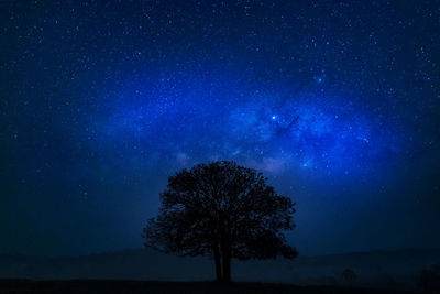 Silhouette of tree against starry sky at night