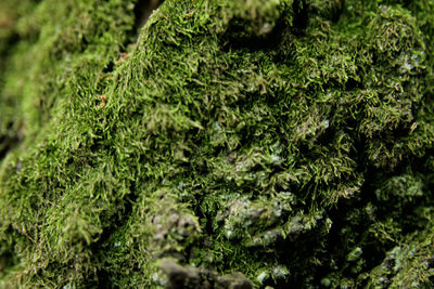 moss