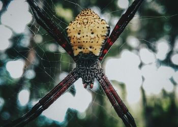 Close-up of spider on web